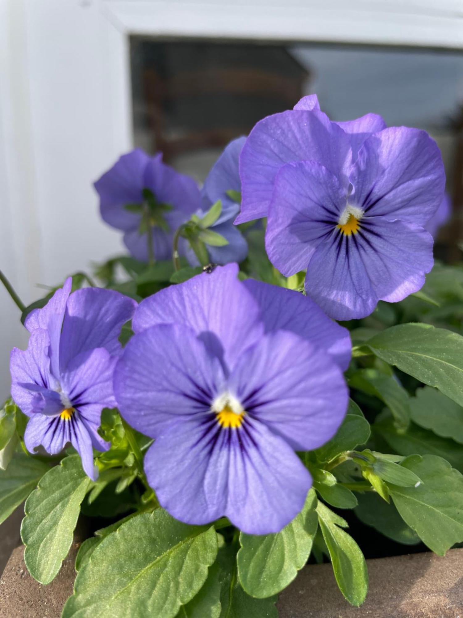 Les Hortensias Espoey Екстериор снимка