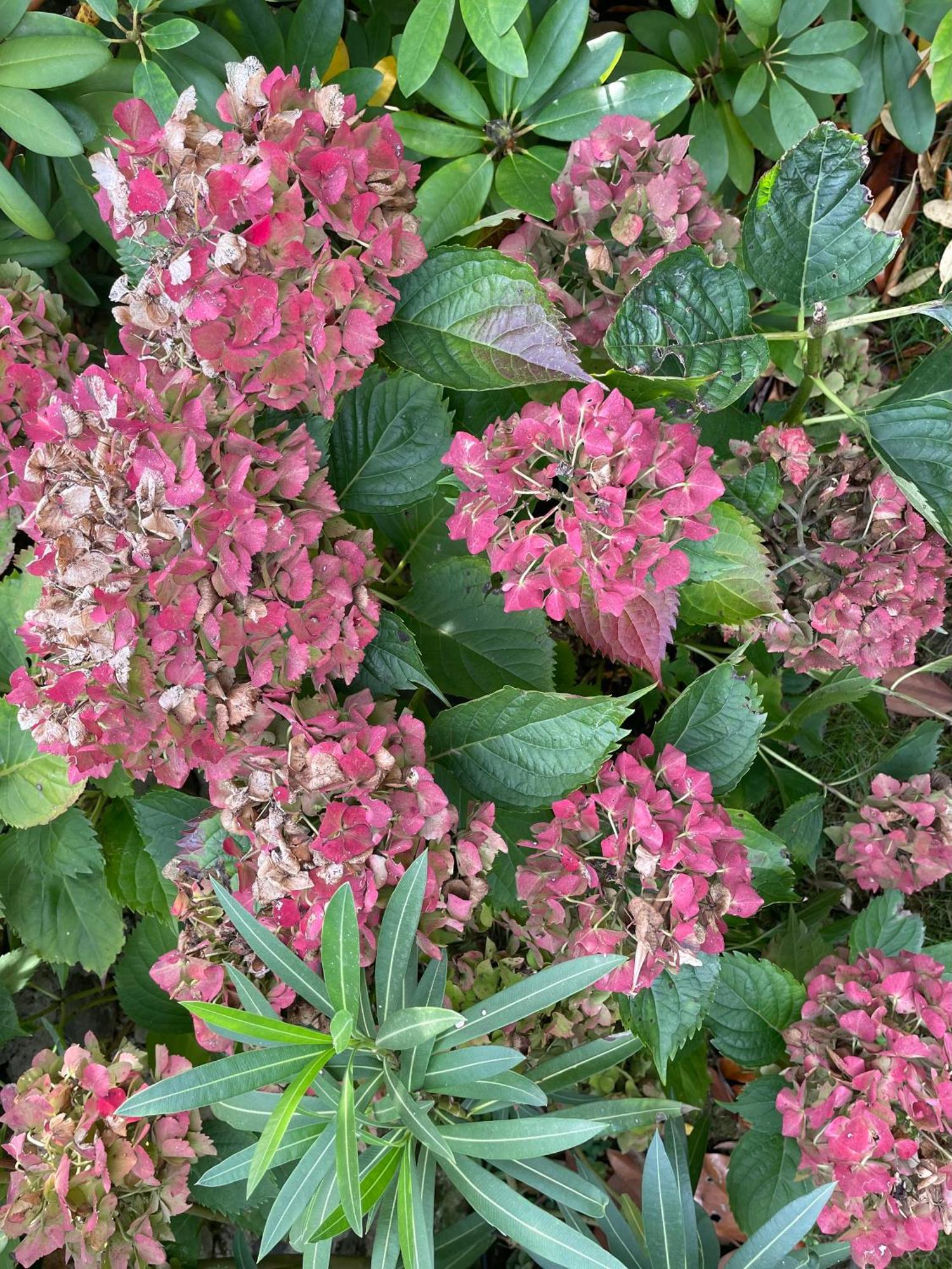 Les Hortensias Espoey Екстериор снимка